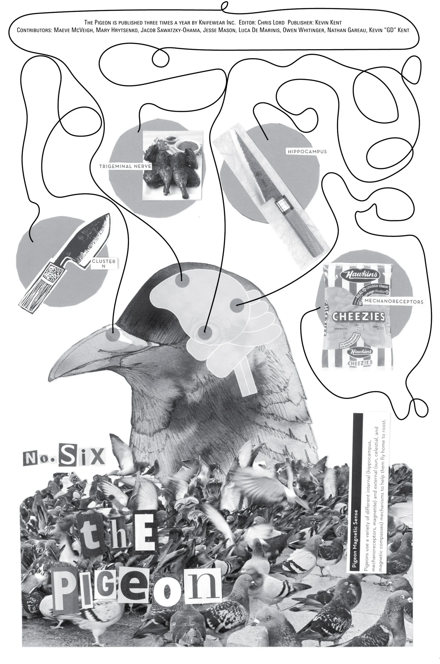 The Pigeon